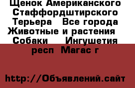 Щенок Американского Стаффордштирского Терьера - Все города Животные и растения » Собаки   . Ингушетия респ.,Магас г.